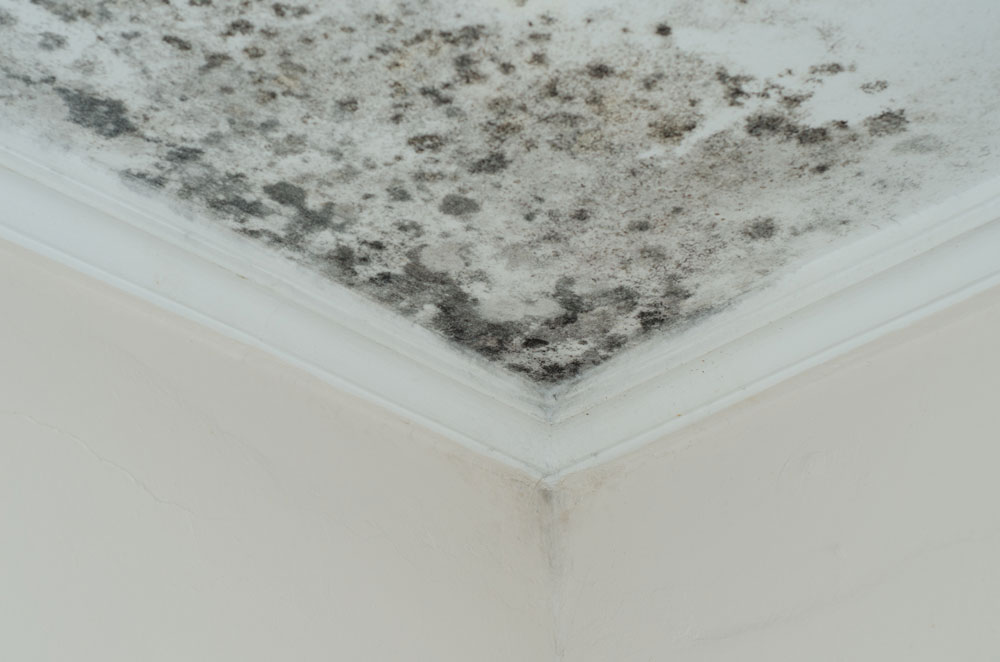 wall-damaged-by-water Mould