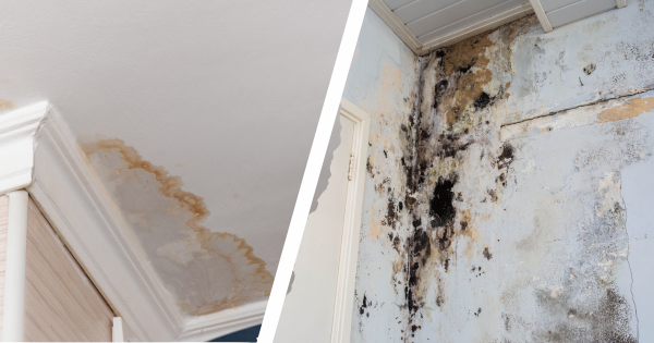 water+damage+vs+mold